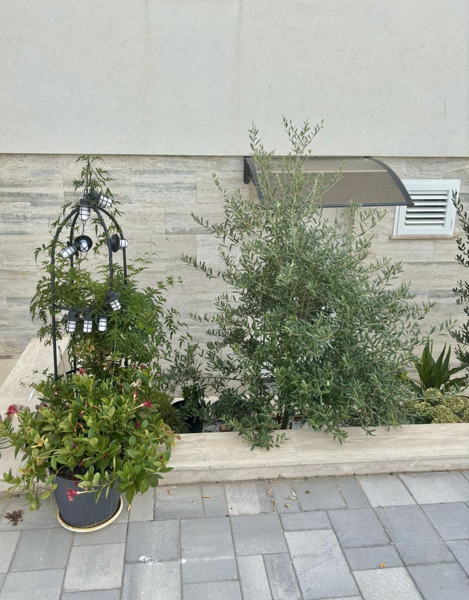 יזרה Vila Regina Apartment Rex With Swimming Pool מראה חיצוני תמונה