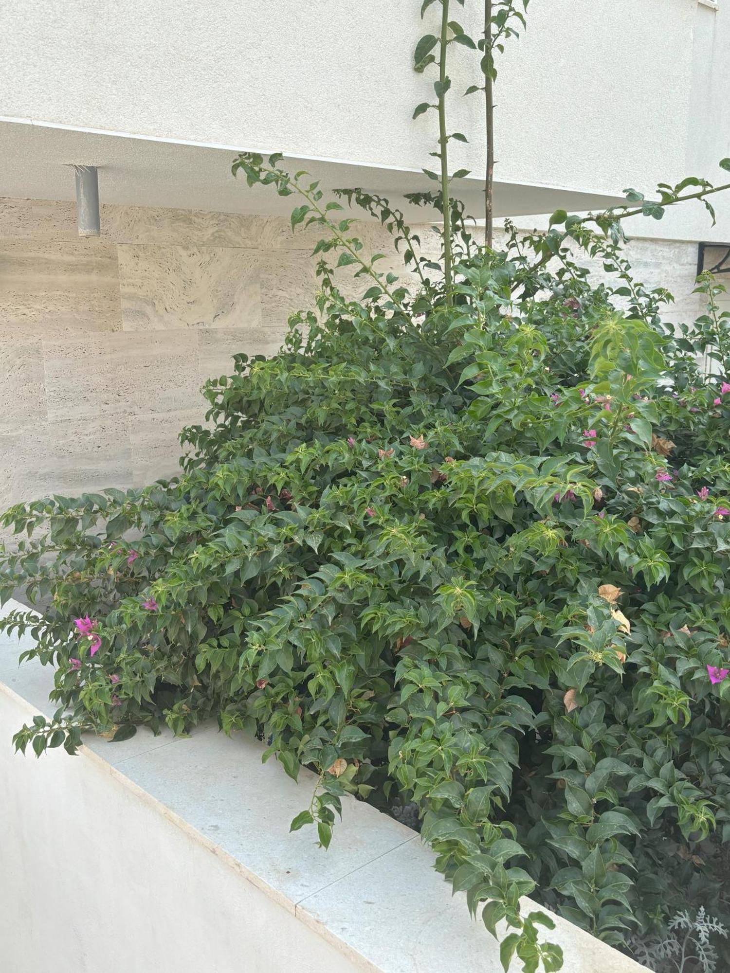 יזרה Vila Regina Apartment Rex With Swimming Pool מראה חיצוני תמונה